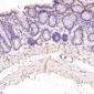 Anti-BDNF Rabbit Monoclonal Antibody